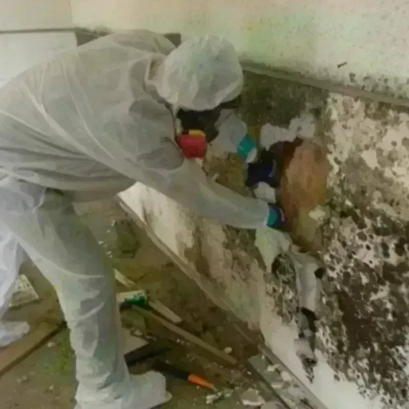 Mold Remediation and Removal in Troy, NH